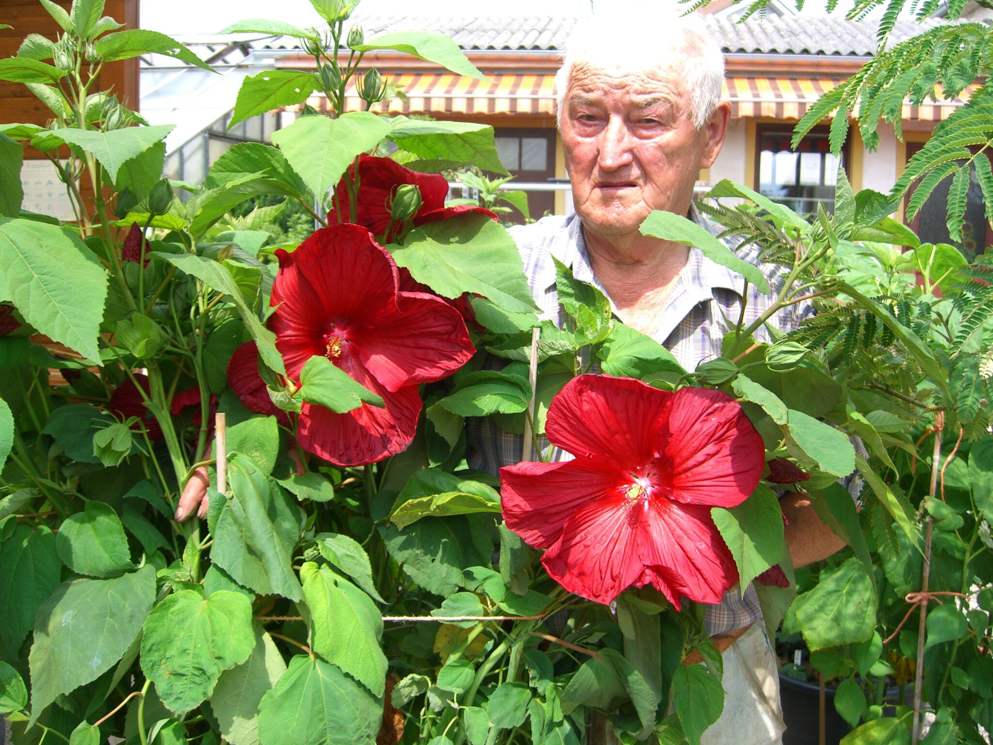 Riesen Hibiskus Fischamender Blumenstube