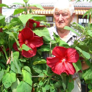 Riesen Hibiskus