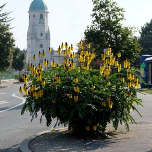 Kerzenstrauch - Senna (Cassia) didymobotrya