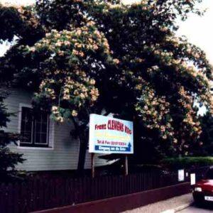 Seidenrosenbaum  - Albizia Julibrissin