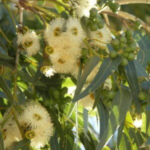 Blaugummibaum – Eucalyptus globulus bicostata (Testartikel)
