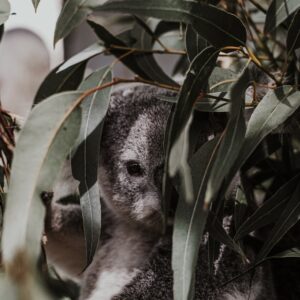 Blaugummibaum - Eucalyptus globulus bicostata